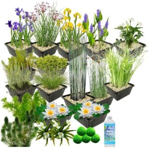 vdvelde.com - Waterplanten Pakket - voor 2500 liter water - 93 Winterharde Waterplanten - Inclusief Vijvermanden