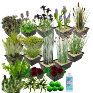 vdvelde.com - Plantes aquatiques Package - pour 2500 litres d'eau - 93 Hardy Plantes aquatiques - Paniers d'étang inclus