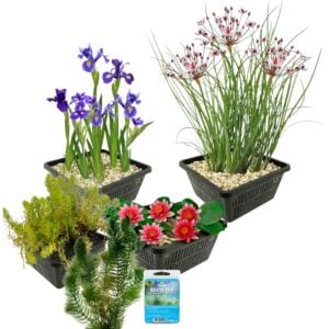 vdvelde.com - Plantes aquatiques Cœur d'hiver pour étang - 19 Plantes de bassin - Pour 100 - 500 litres d'eau - Nénuphar rouge