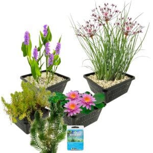 vdvelde.com - Wasserpflanzen Teich Winterherz - 19 Teichpflanzen - Für 100 - 500 Liter Wasser - Rote Seerose