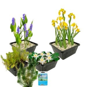 vdvelde.com - Plantes aquatiques Cœur d'hiver pour étang - 19 Plantes de bassin - Pour 500 - 1000 litres d'eau - Nénuphar blanc