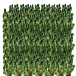 Hornkraut