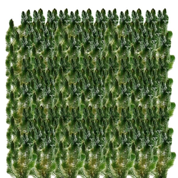Hornkraut