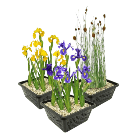 Moerasplanten