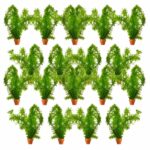 Elodea plants