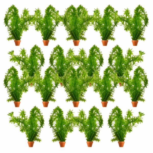 Waterpest 50 planten Elodea plants