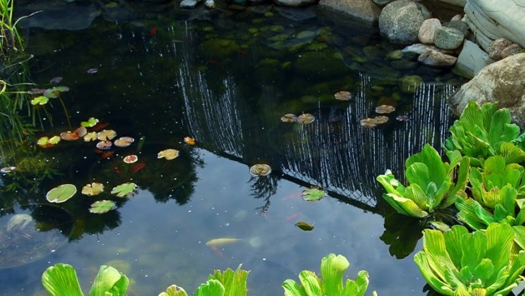 grote-vijver Large Pond Kit