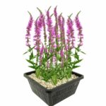 Lythrum