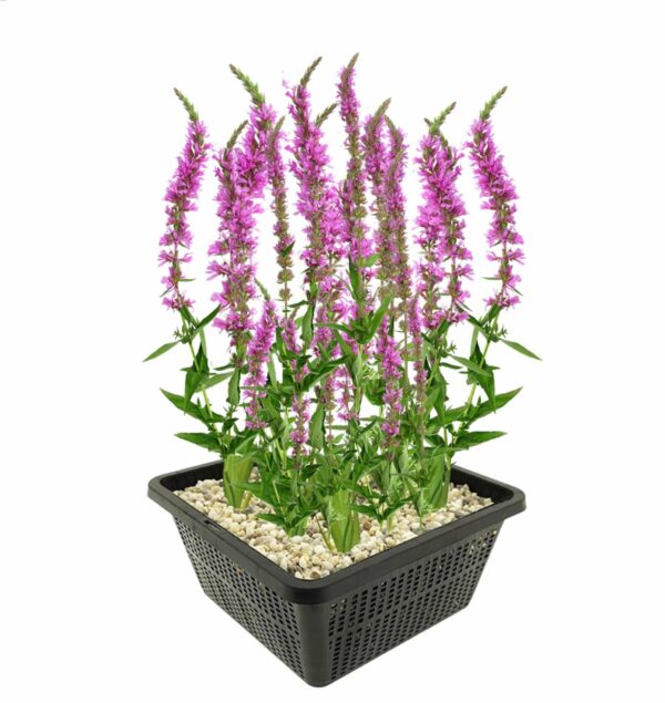 Kattenstaart Lythrum