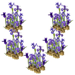 Blaue Lilie, 100 Pflanzen