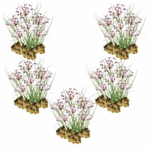 Schwanenblume Pflanzen