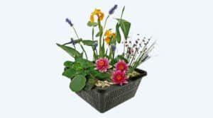 Kits para miniestanques