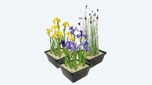 Moerasplanten
