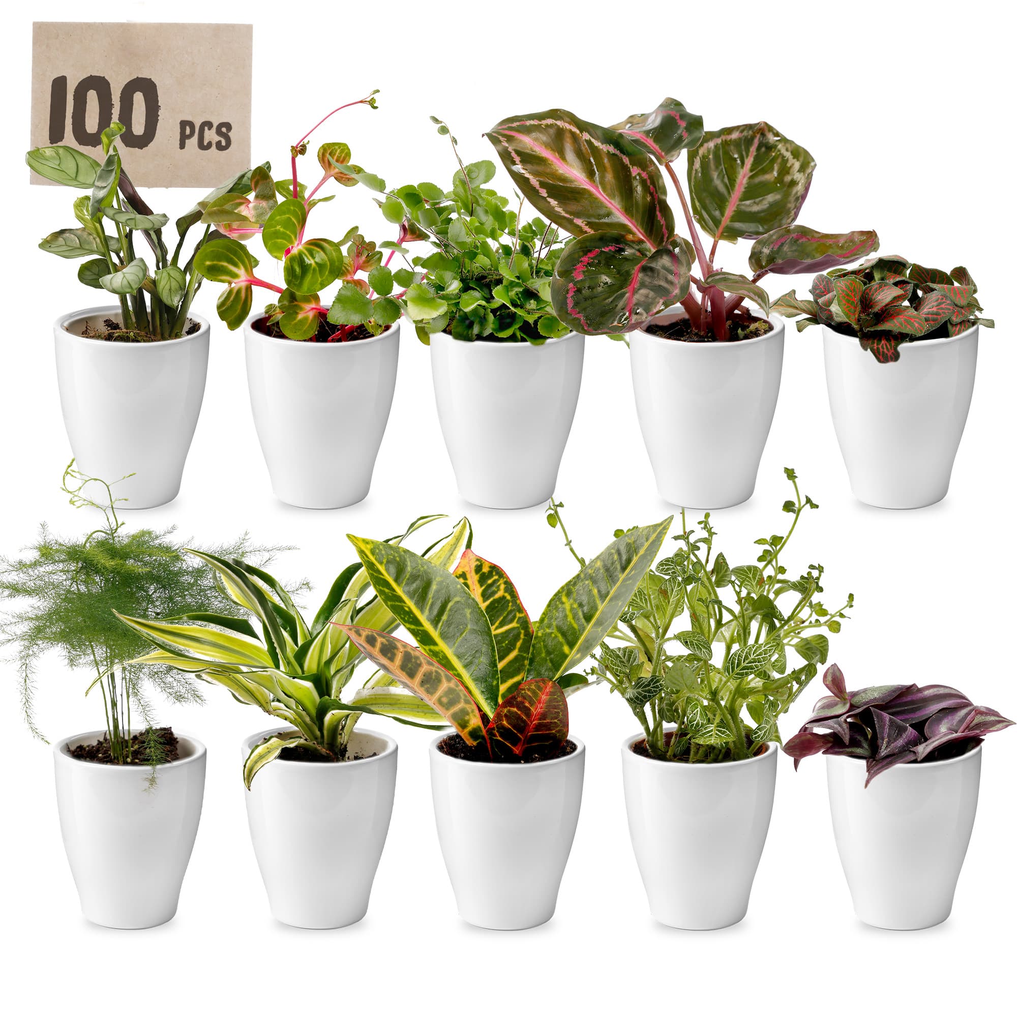 Mini Plants in Pots (100) - vdvelde.com