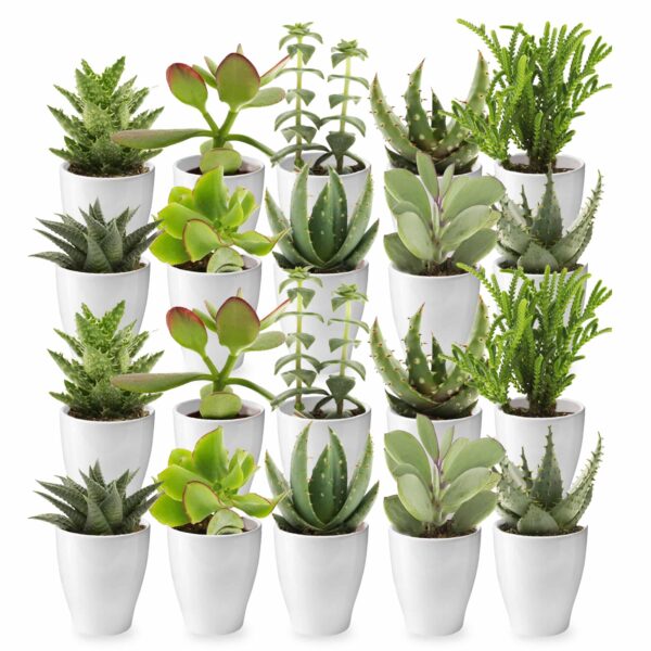 Mini Vetplanten met Potjes 20 Mini Vetplanten met Potjes 20
