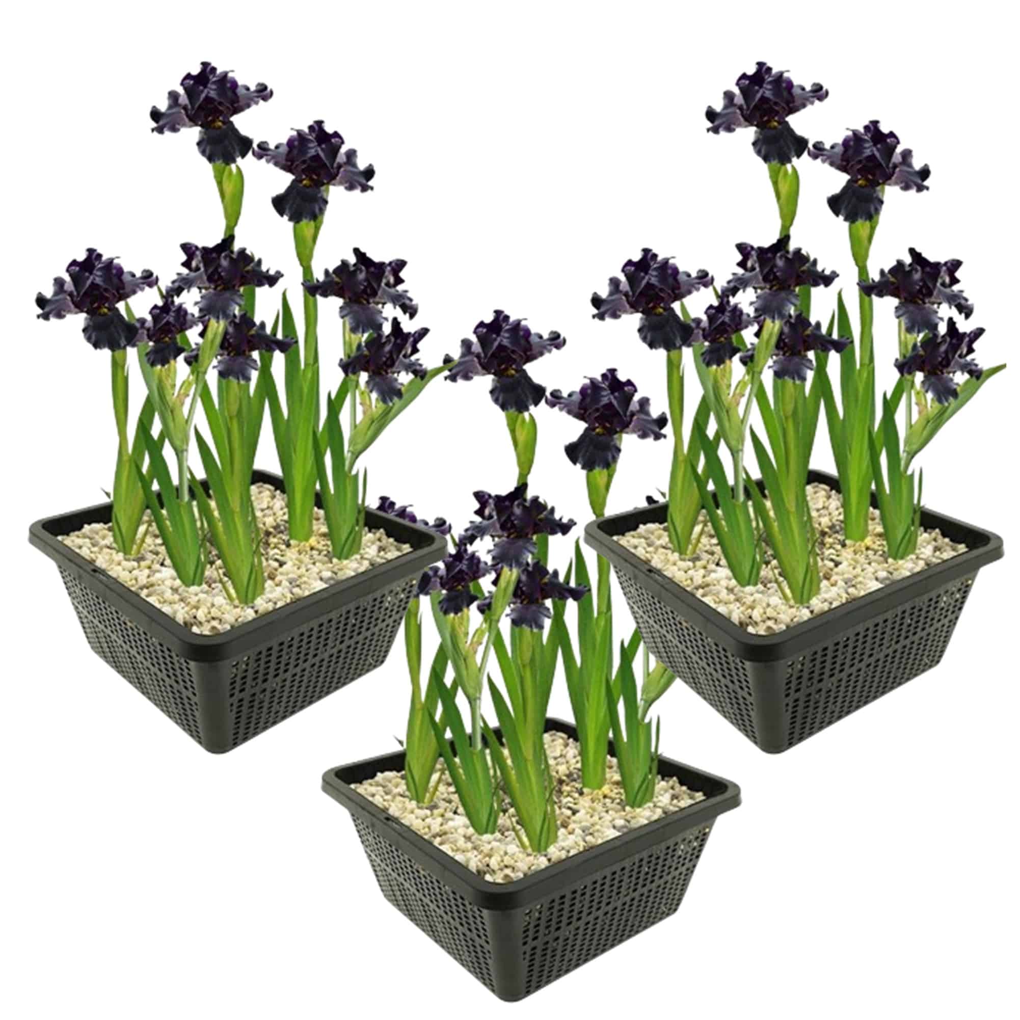Iris black Baskets - vdvelde.com