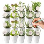 Giveaway Mini Vetplanten 20