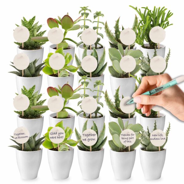 Giveaway Mini Vetplanten 20 Giveaway Mini Vetplanten 20