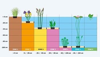 Vijverzones-tekening-vijverbeplantingsplan vijverzones
