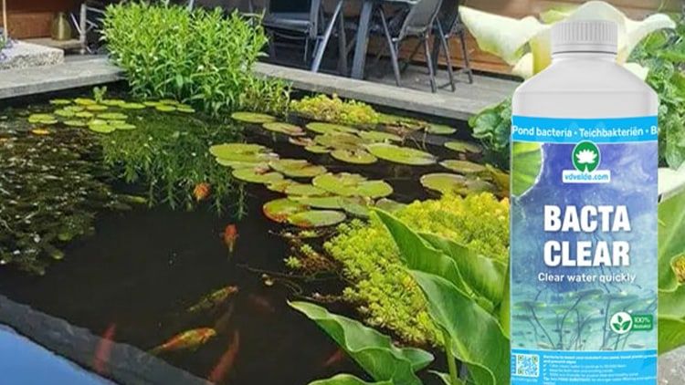 vijveronderhoud Mantenimiento de estanques por parte de un jardinero