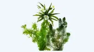 Zuurstofplanten