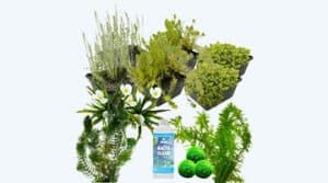 Plantas contra las algas