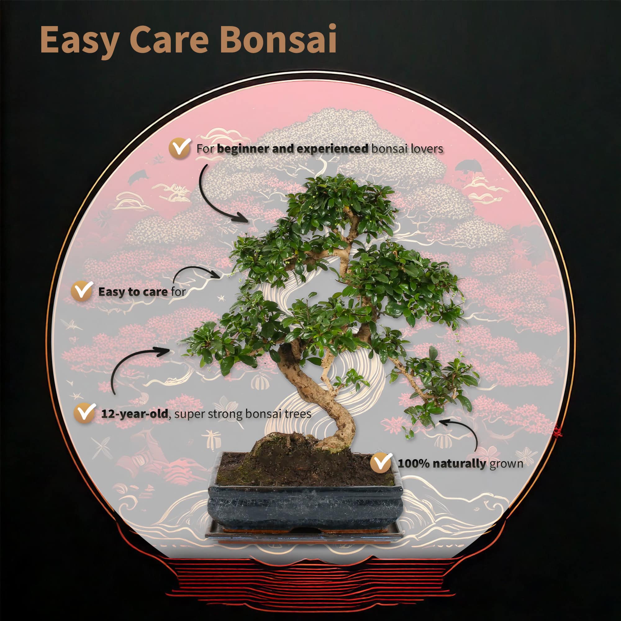 ilex crenata convexa bonsai Ilex crenata 'Piccolo' – Nurseries Caroliniana