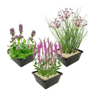 Plantes de bassin anti-moustiques