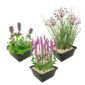 Anti Muggen Vijverplanten