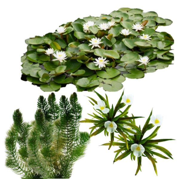 Natural Pond with Native Floating Plants, 10,00020,000 L - vdvelde.com