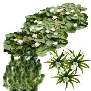 Natural Pond with Native Floating Plants, 20,000–40,000 L