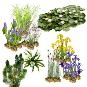 Nature-Friendly Riparian Plants 10,000–20,000 L