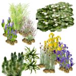 Natuurvriendelijke Oeverplanten 20.000-40.000L