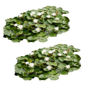 Inheems Waterlelie Veld XL