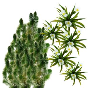 Plantas autóctonas que producen oxígeno, 20 000 l