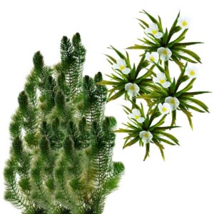 Native Oxygen-Producing Plants 10,000 L