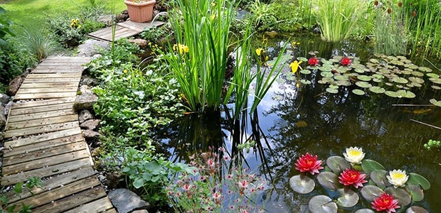 Pond 1500 - 3000 liters