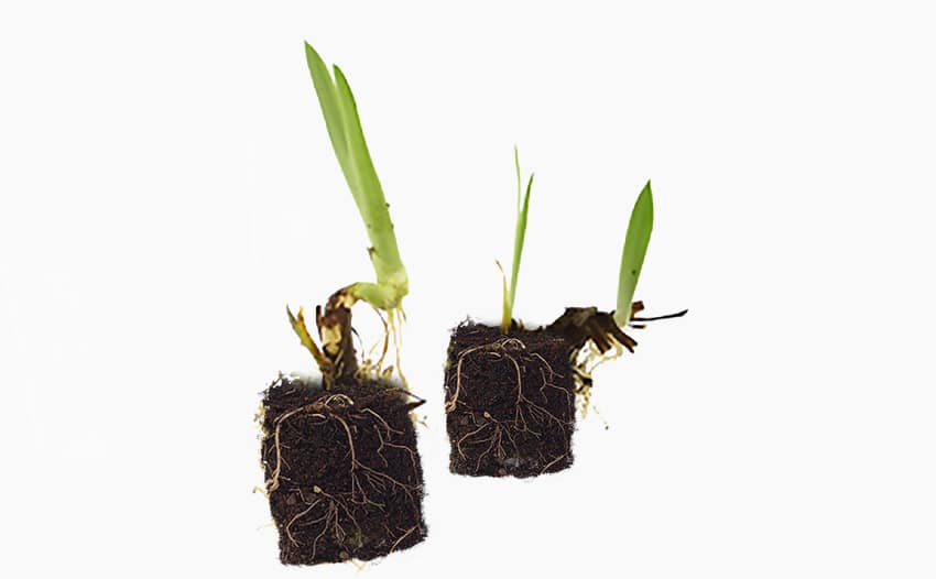 plug-planten-kweekmethode-1 plug plant propagation method