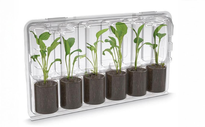 plug-planten-kweekmethode-3 plug plant propagation method