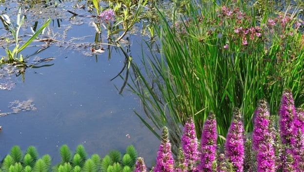 Bloeiende vijverplanten Flowering pond plants