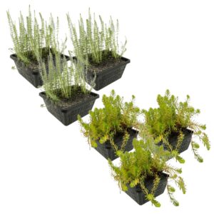 Plantes anti-algues 2-3 m²