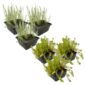 Plantas anti-algas 2-3 m²