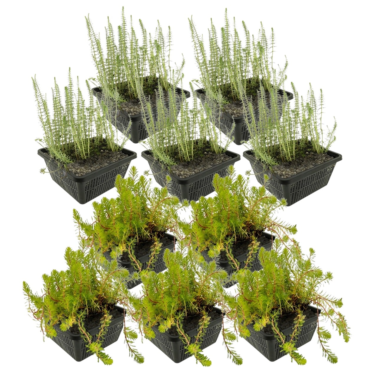 Plantas antialgas 4-7 m²