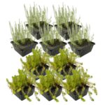 Plantas anti-algas 4-7 m²