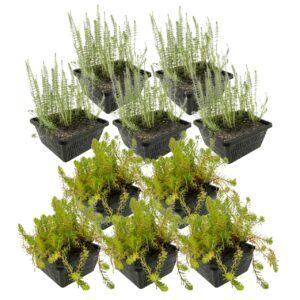 Plantes anti-algues 4-7 m²