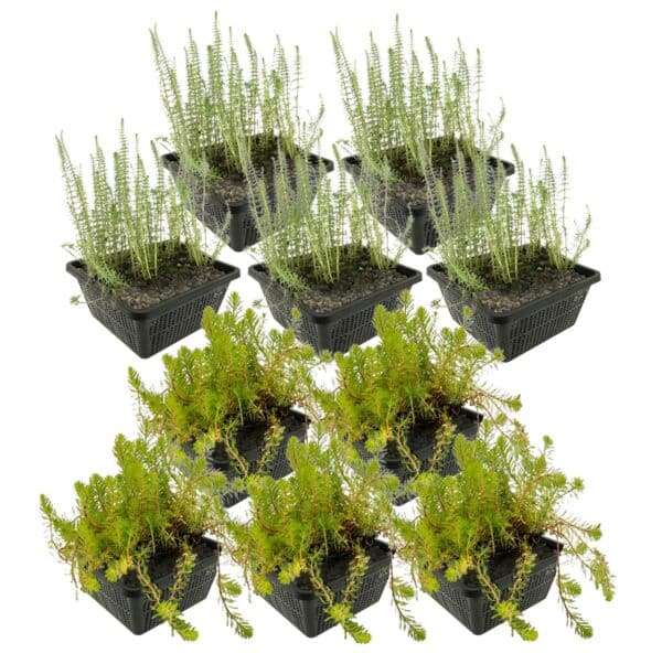 Anti Alg Planten 4-7 m2 Plantas anti-algas 4-7 m²