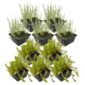 Plantas anti-algas 4-7 m²