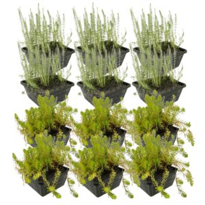 Plantes anti-algues 8-12 m²