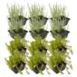 Plantas anti-algas 8-12 m²
