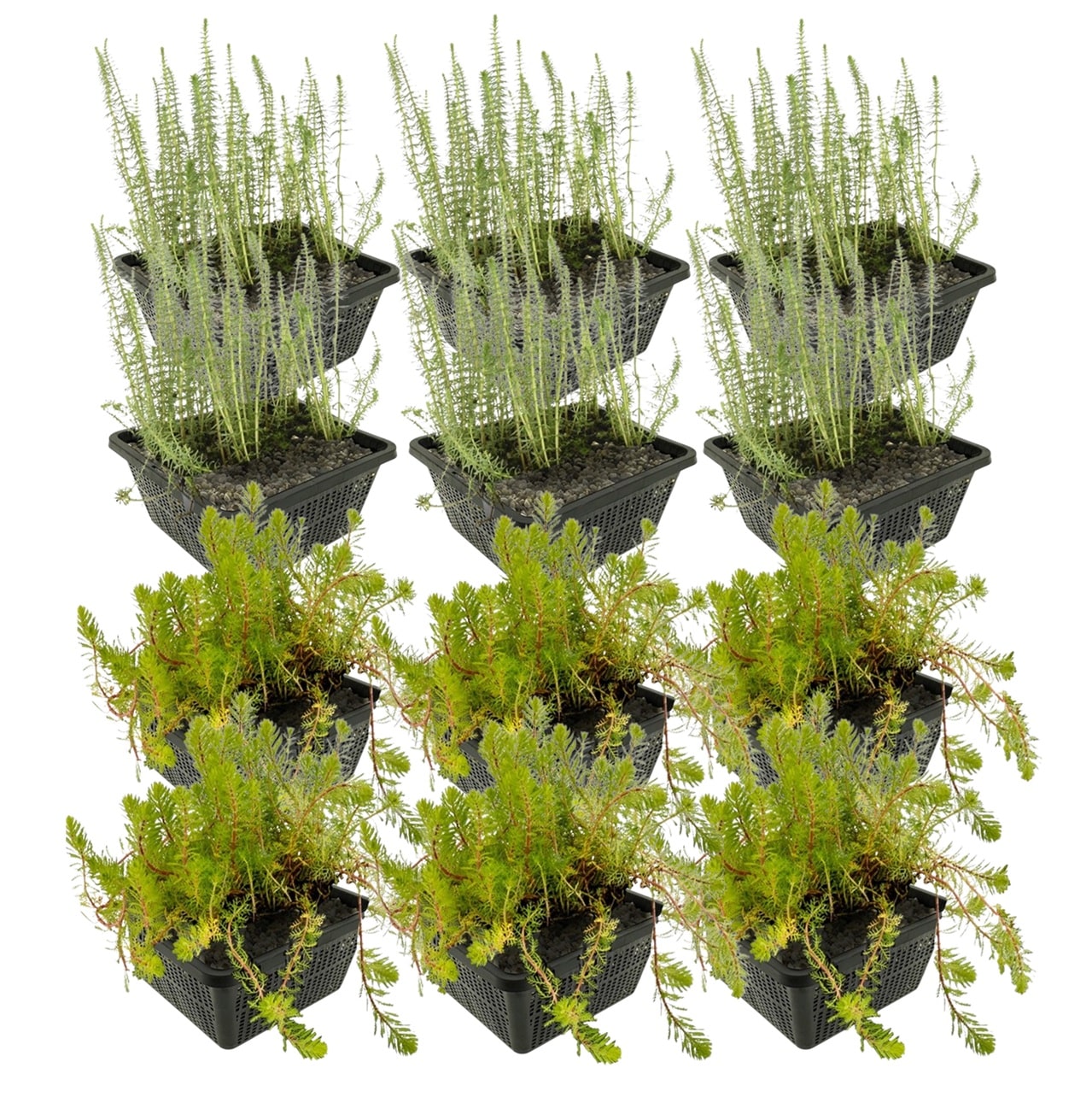 Plantas antialgas 8-12 m²